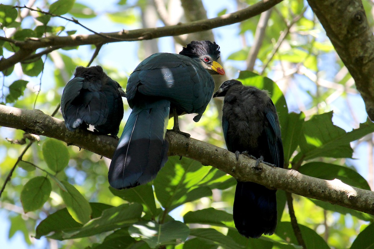 Great Blue Turaco - Thomas Desloges