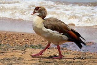 Egyptian Goose, ML146501191