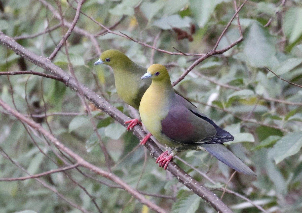 Wedge-tailed Green-Pigeon - ML146501331