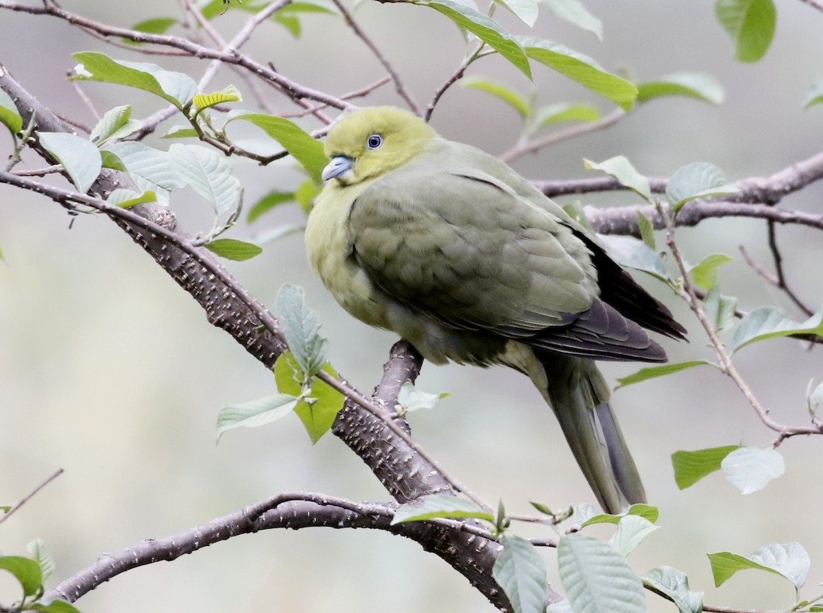 Wedge-tailed Green-Pigeon - Vijaya Lakshmi