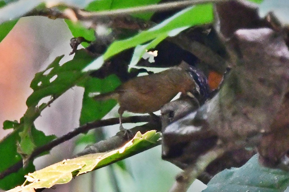 Gray-throated Babbler - Anonymous