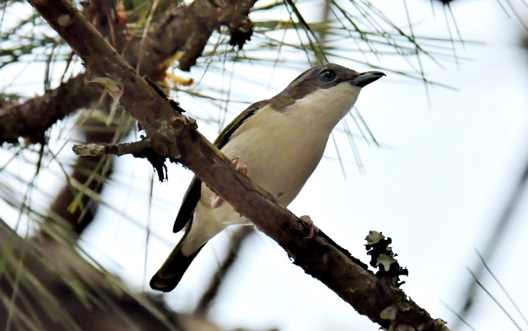 White-browed Shrike-Babbler (Dalat) - ML146503261