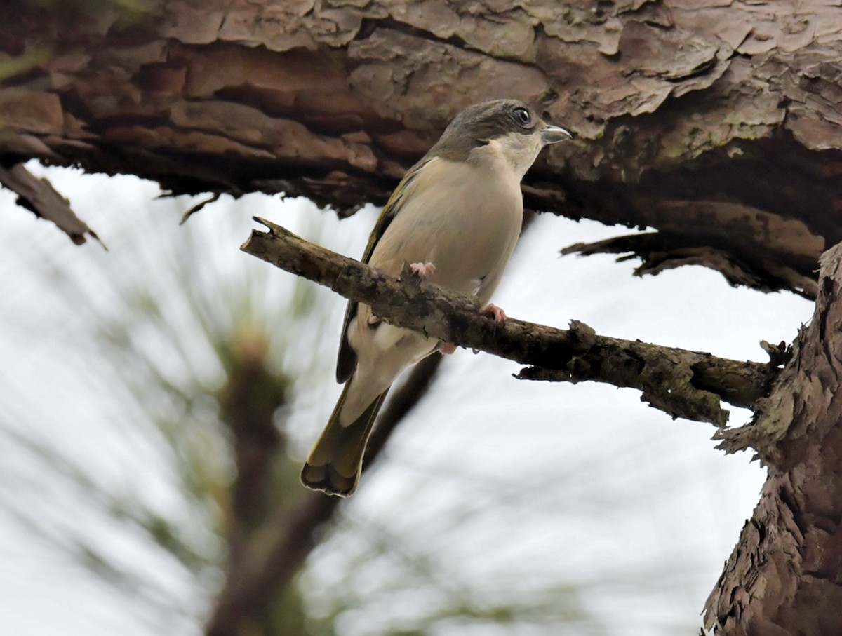 White-browed Shrike-Babbler (Dalat) - C L  Hampton