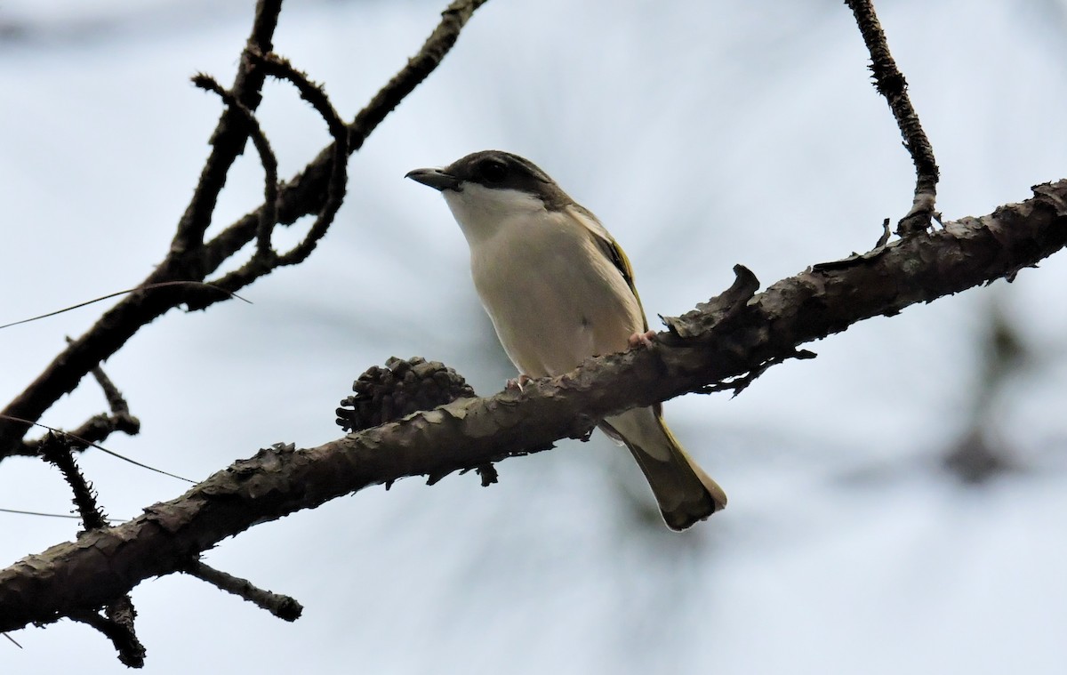 White-browed Shrike-Babbler (Dalat) - ML146503341