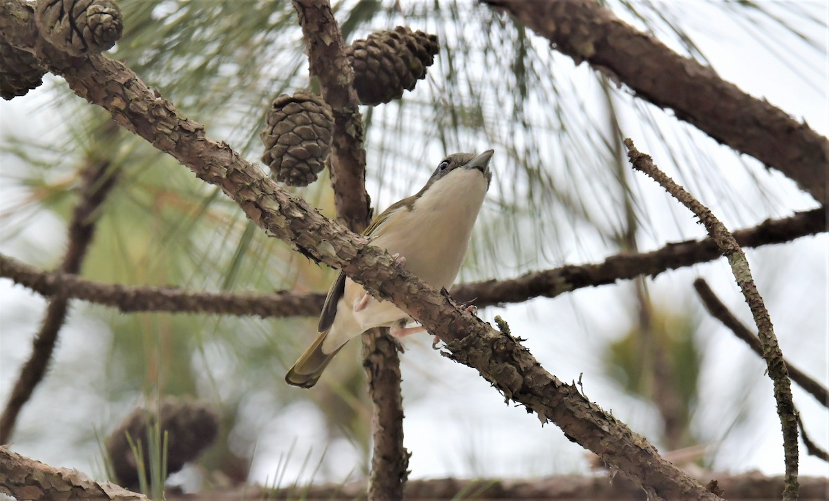 White-browed Shrike-Babbler (Dalat) - ML146503381