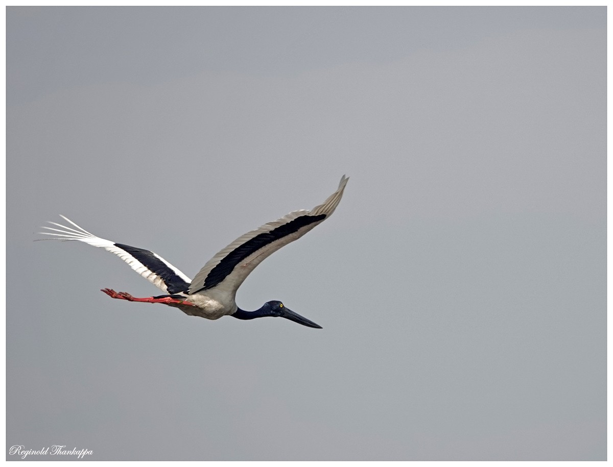 Black-necked Stork - Reginold Thankappa