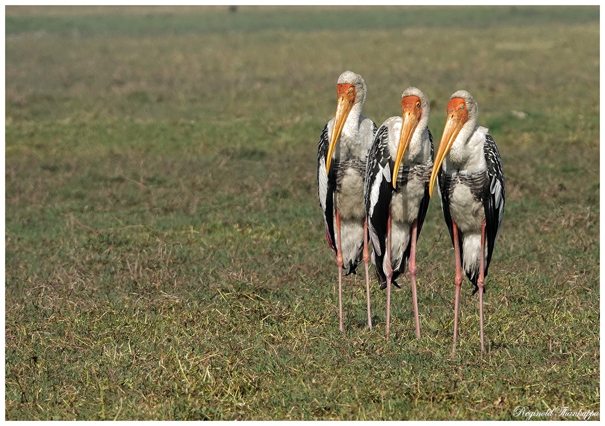 Painted Stork - Reginold Thankappa