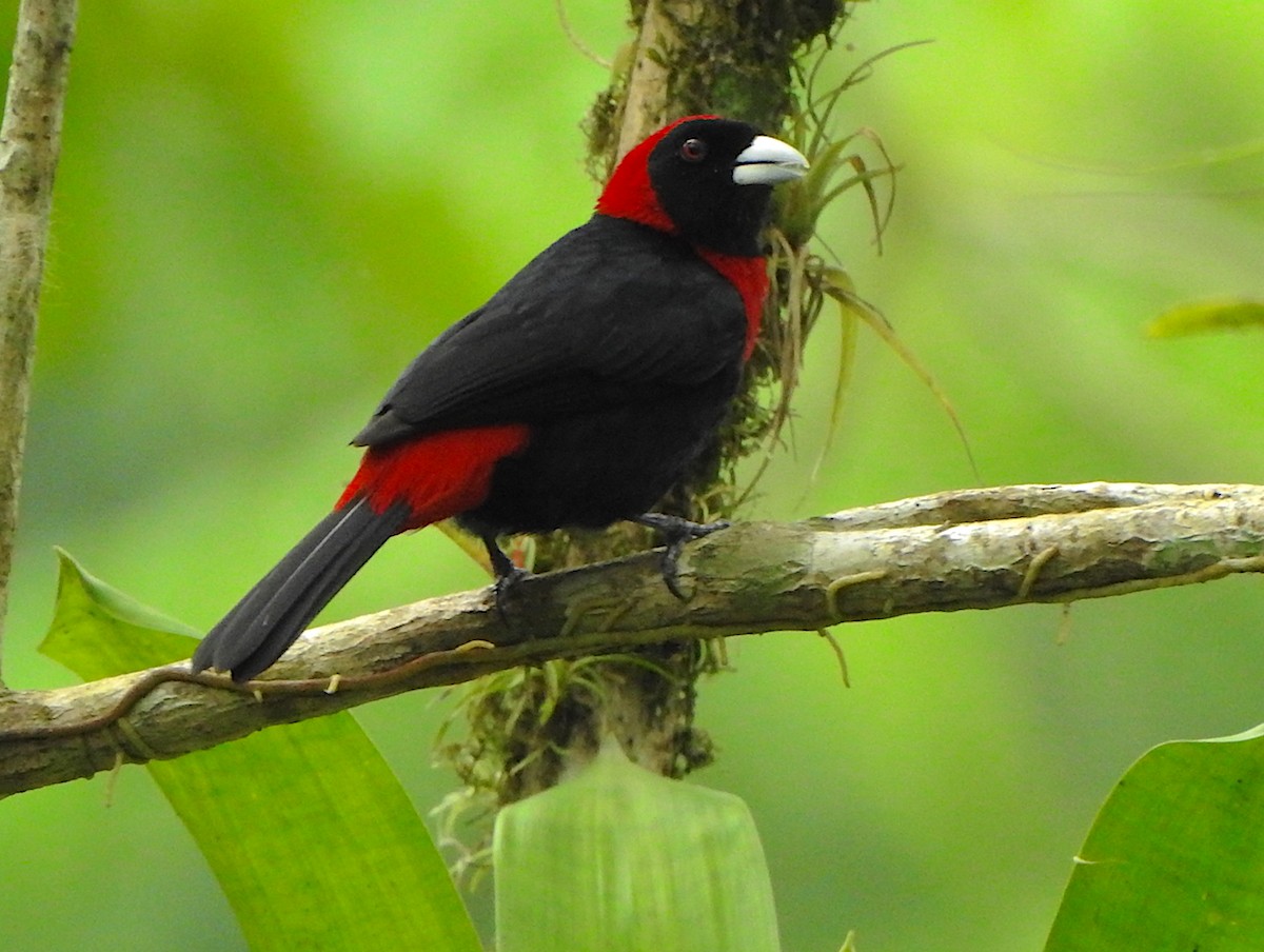 Crimson-collared Tanager - Ad Konings