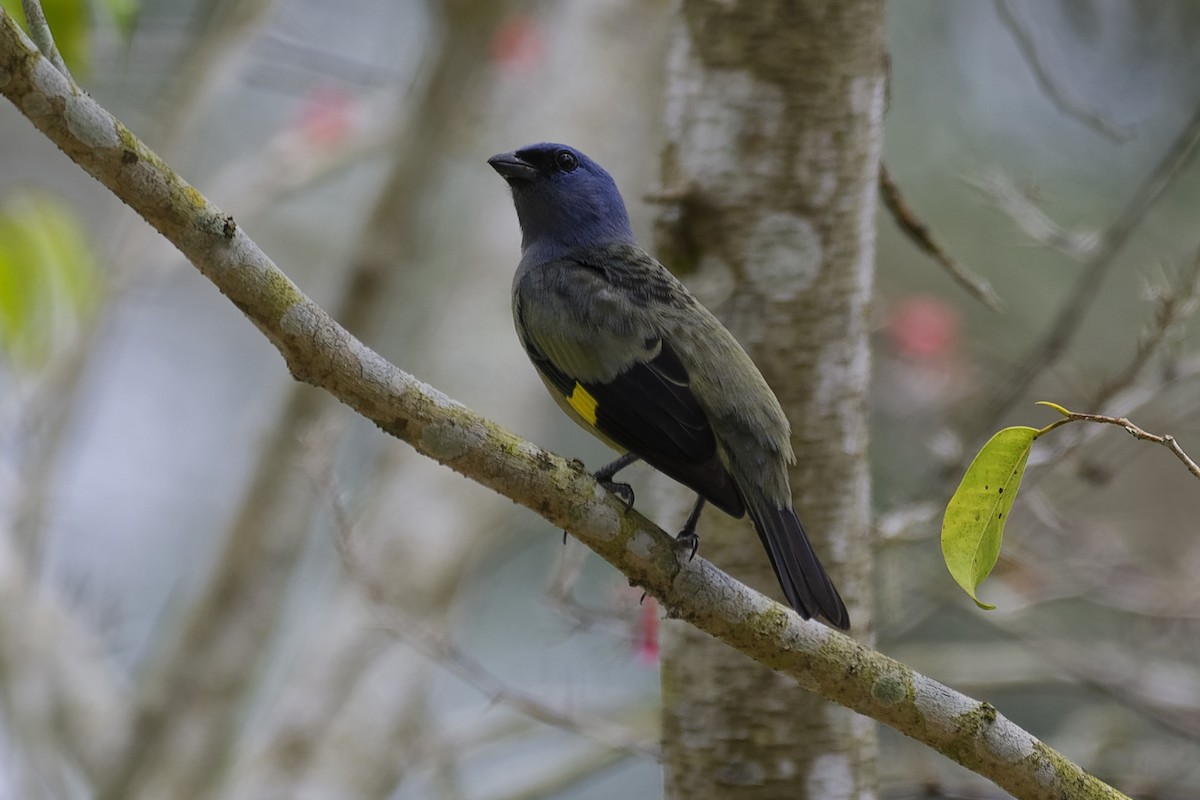 Yellow-winged Tanager - ML146505971