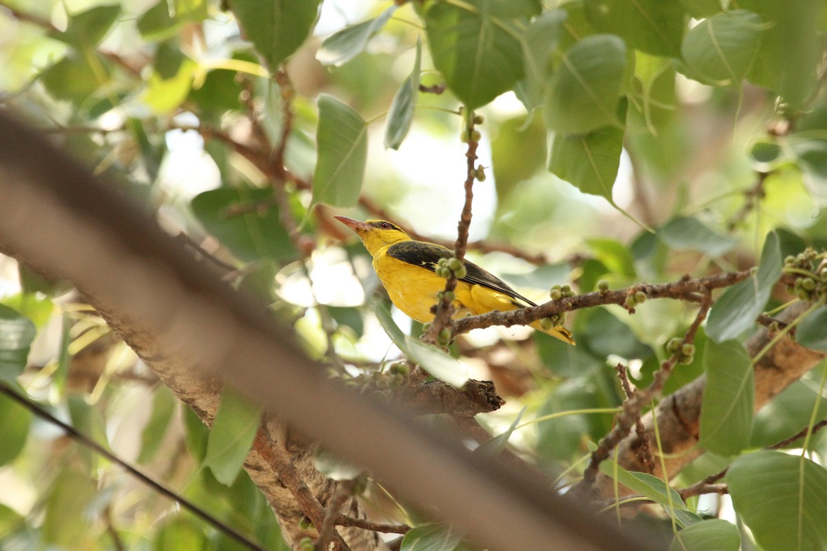 Indian Golden Oriole - ML146507011
