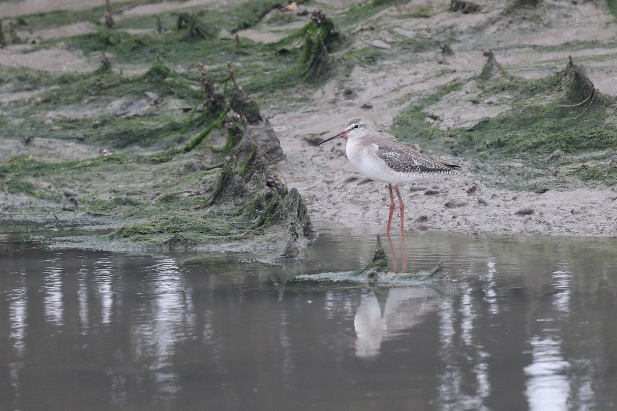 Spotted Redshank - Ting-Wei (廷維) HUNG (洪)
