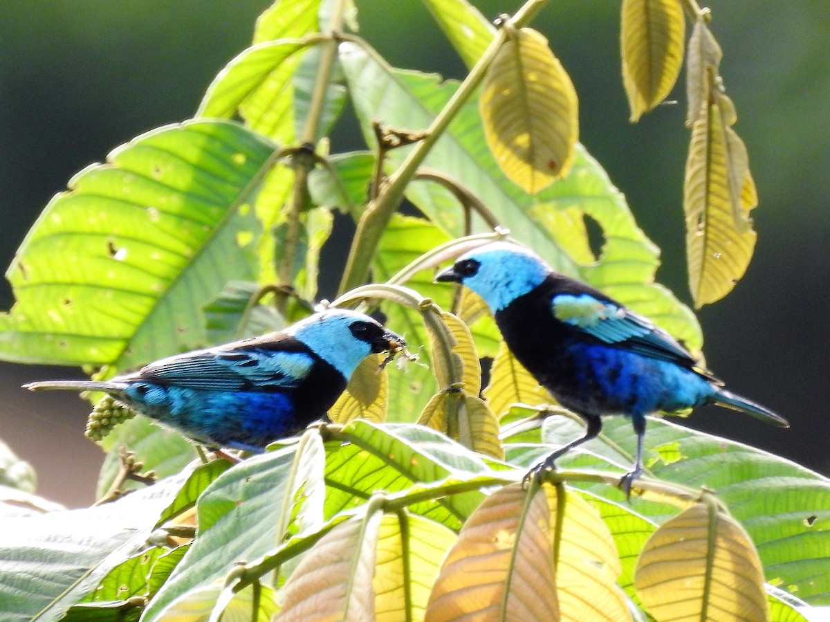 Blue-necked Tanager - ML146512221