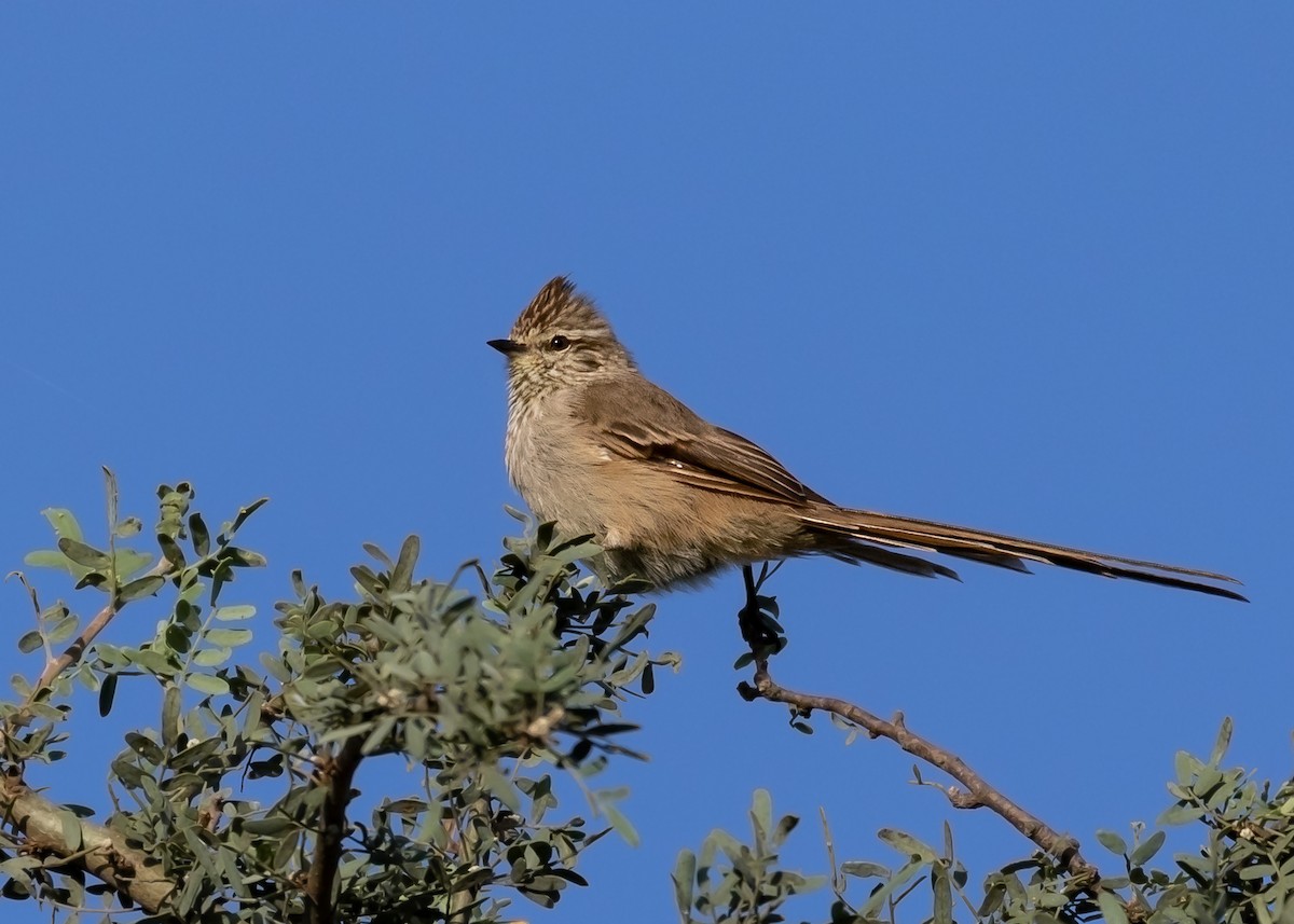 Tufted Tit-Spinetail - ML146512621