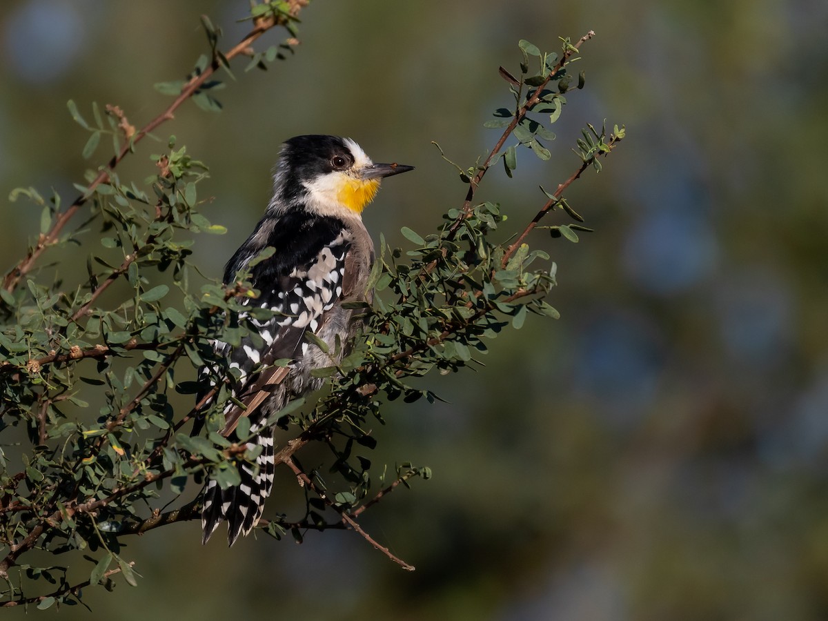 White-fronted Woodpecker - ML146512801