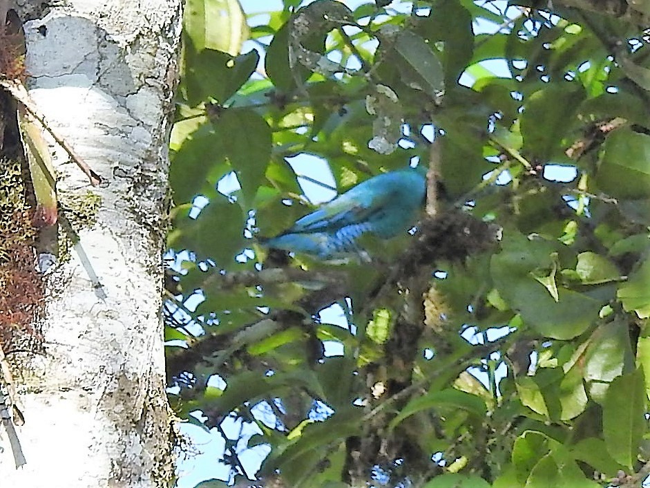 Swallow Tanager - ML146512811