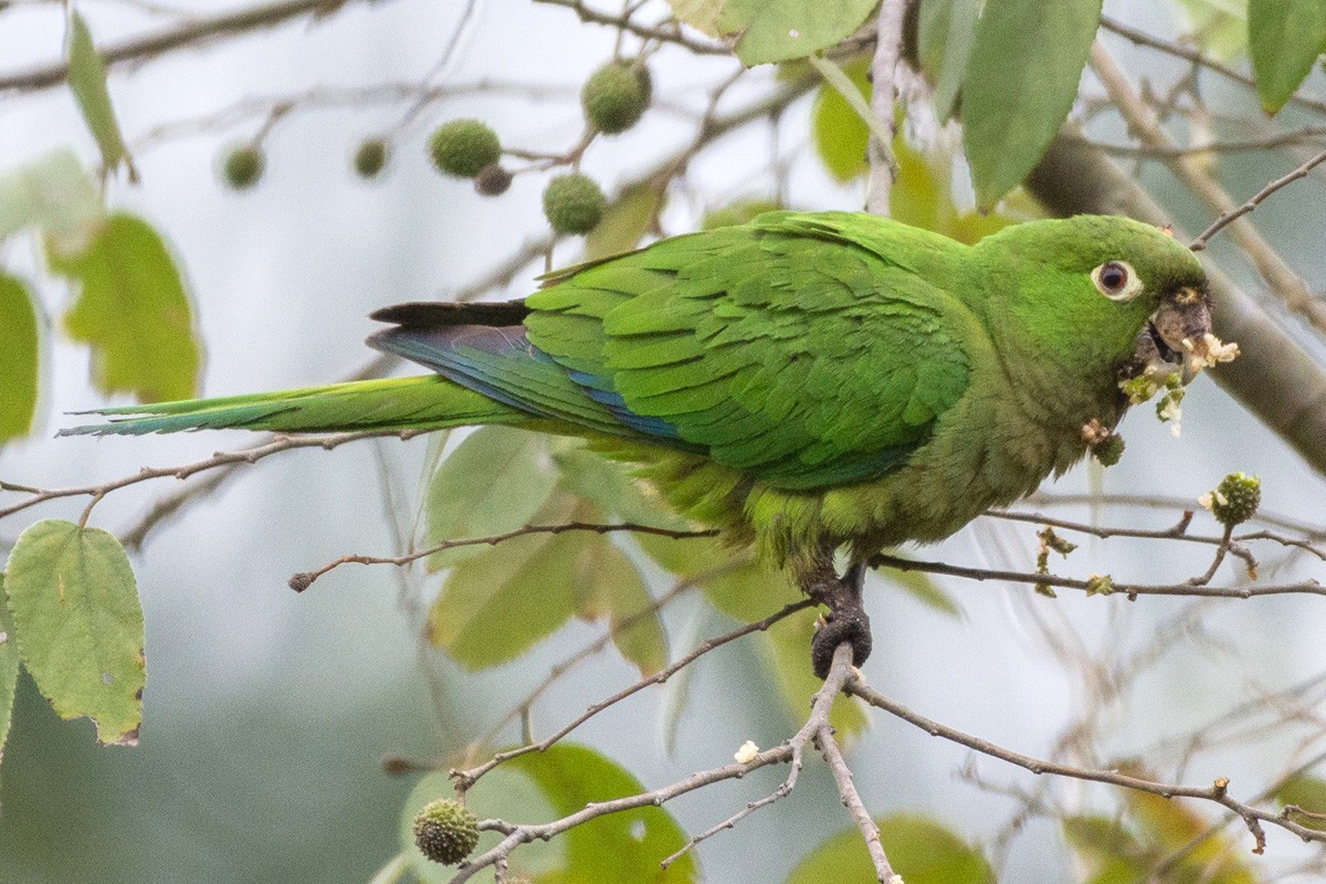 Olive-throated Parakeet - Juan Miguel Artigas Azas