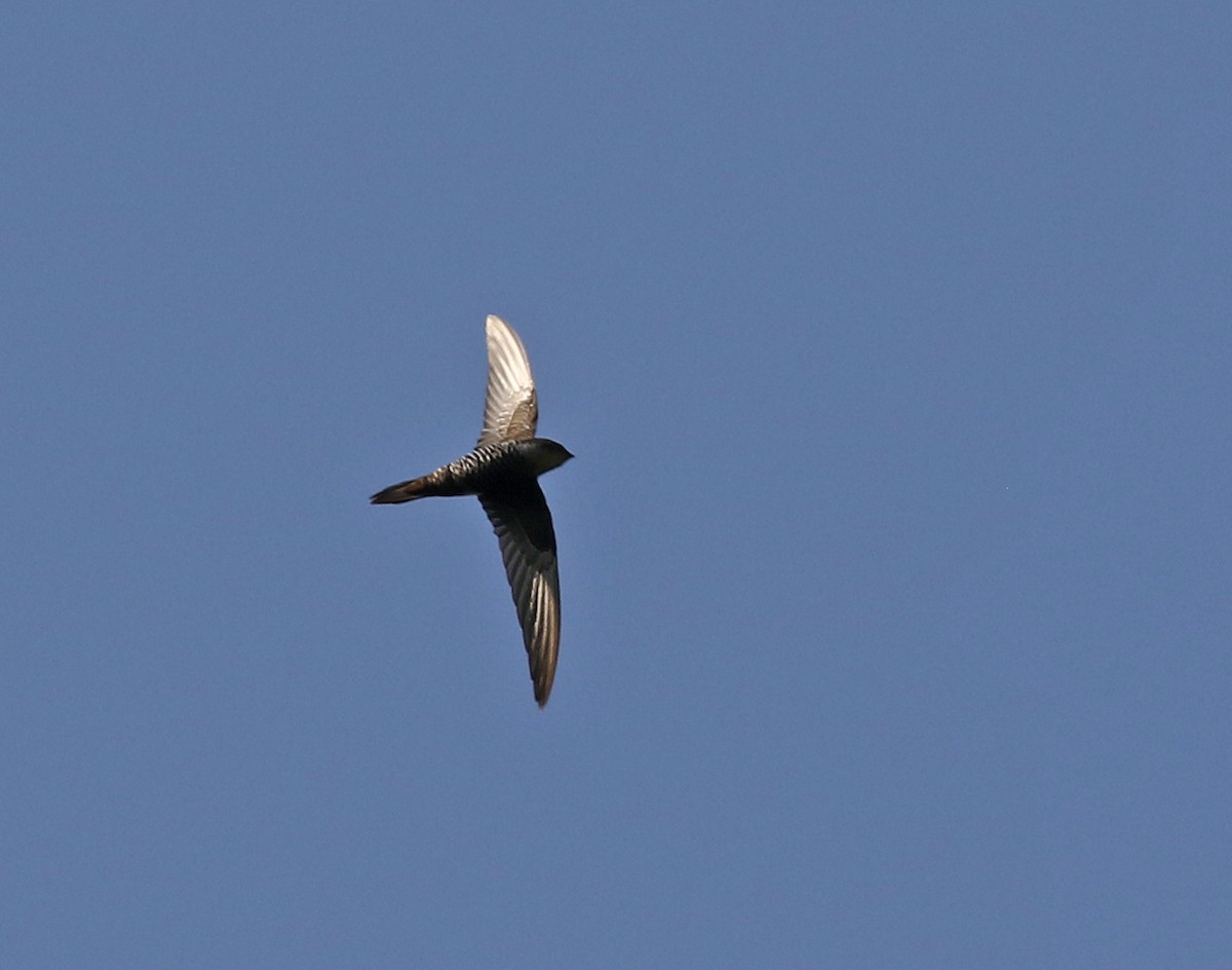 Cook's Swift - Dave Bakewell