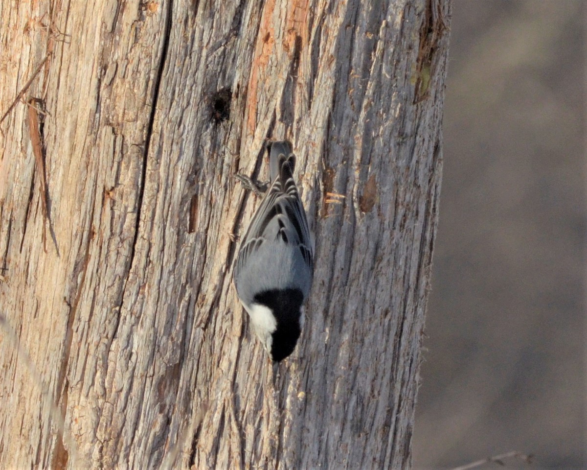 White-breasted Nuthatch - ML146514901