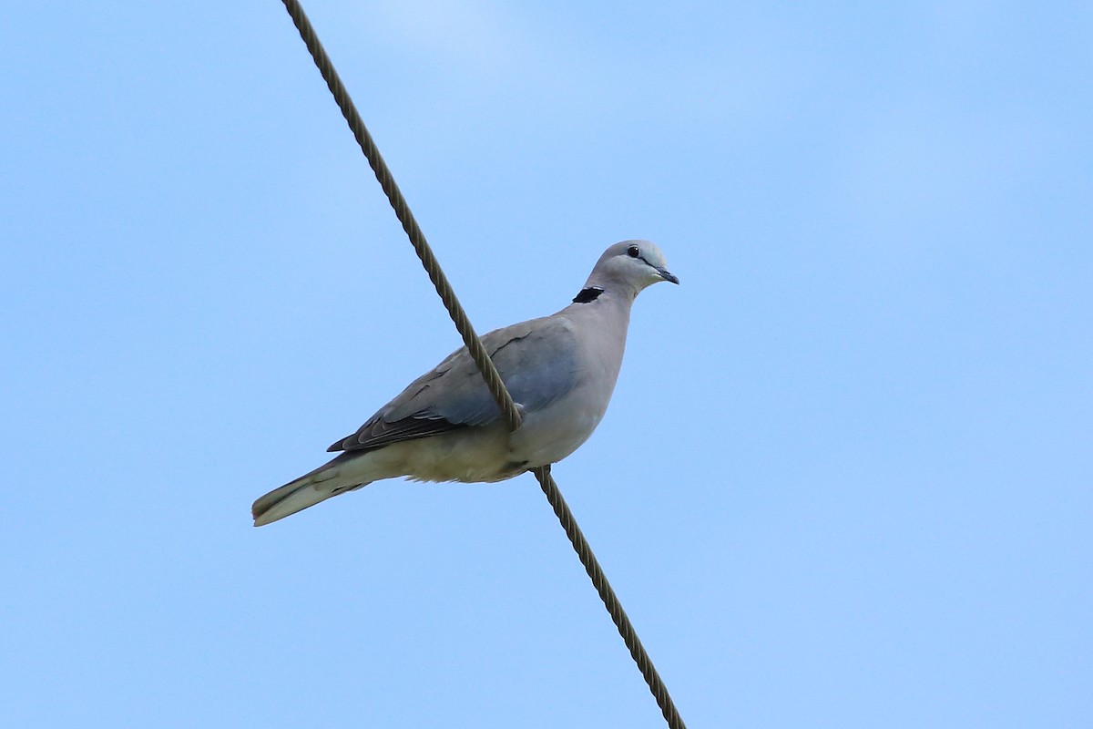 Ring-necked Dove - John Mercer
