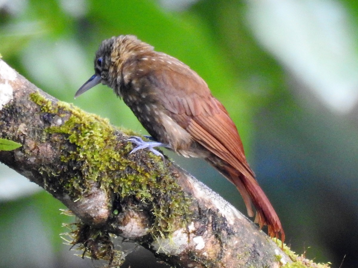 Spotted Woodcreeper - ML146518111