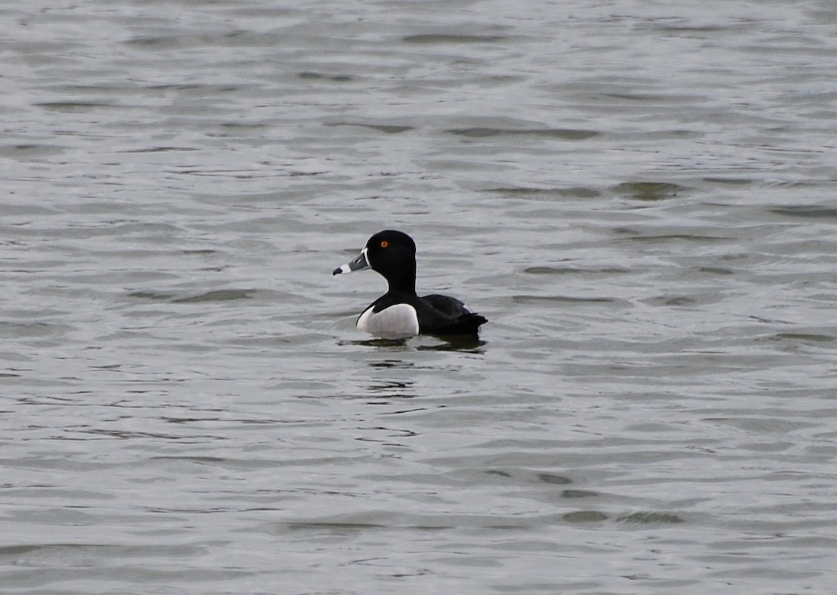 Ring-necked Duck - Brian Hicks