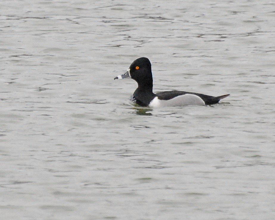 Ring-necked Duck - Brian Hicks