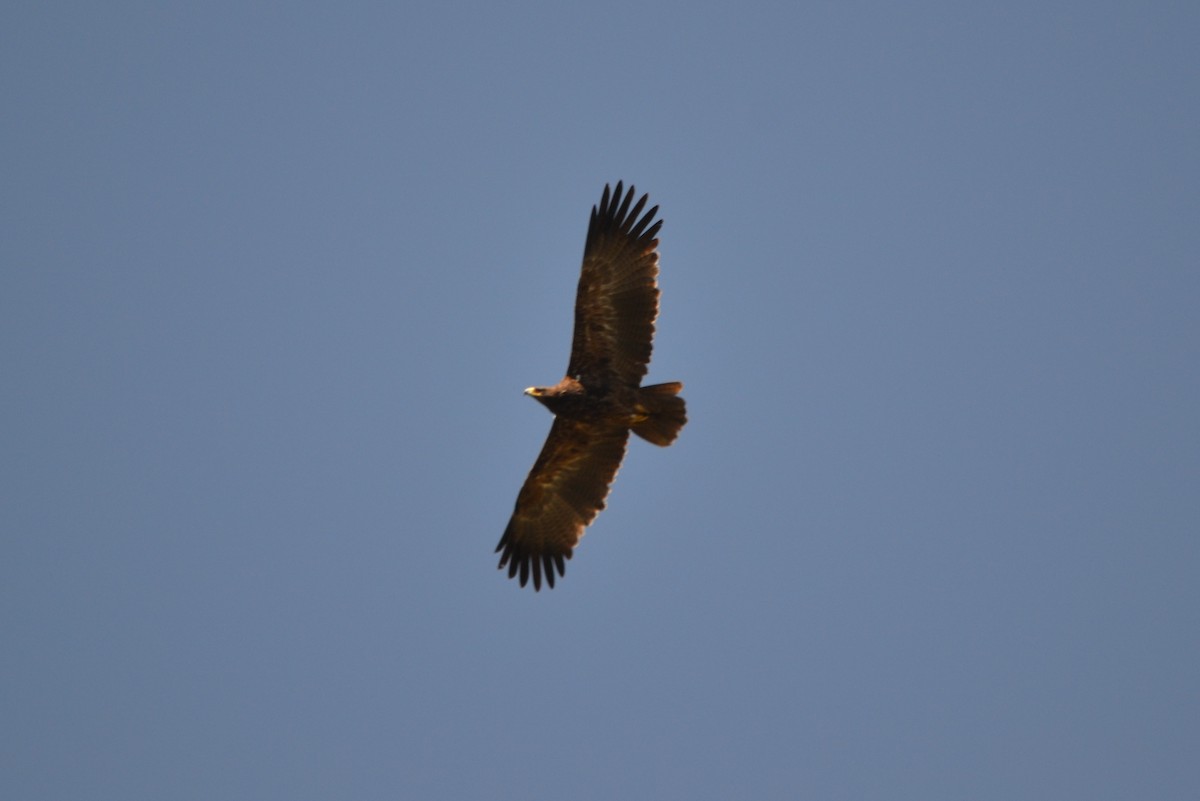 Greater Spotted Eagle - Eddie Williams