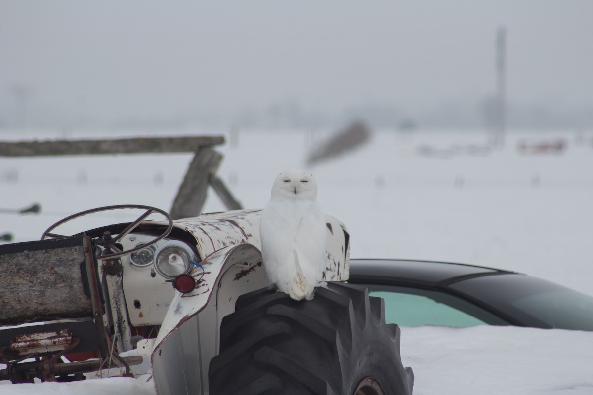 Snowy Owl - Sage Levy