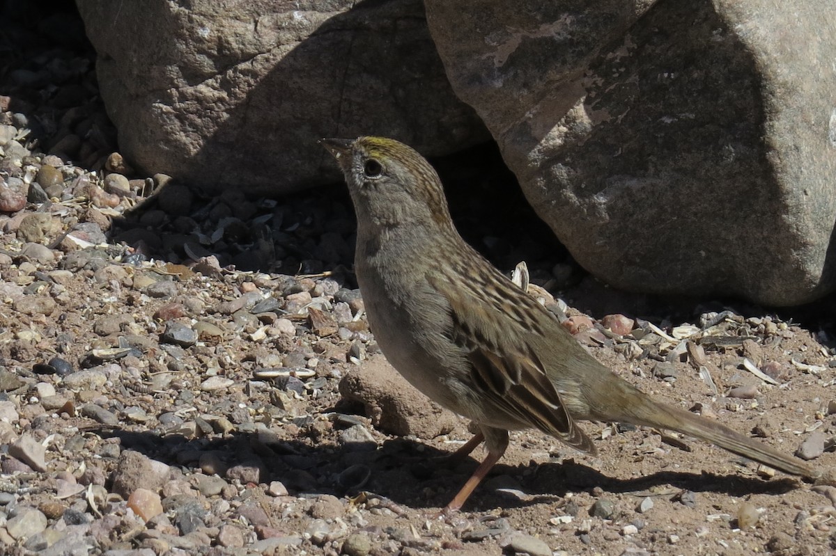 Golden-crowned Sparrow - Ken Cox