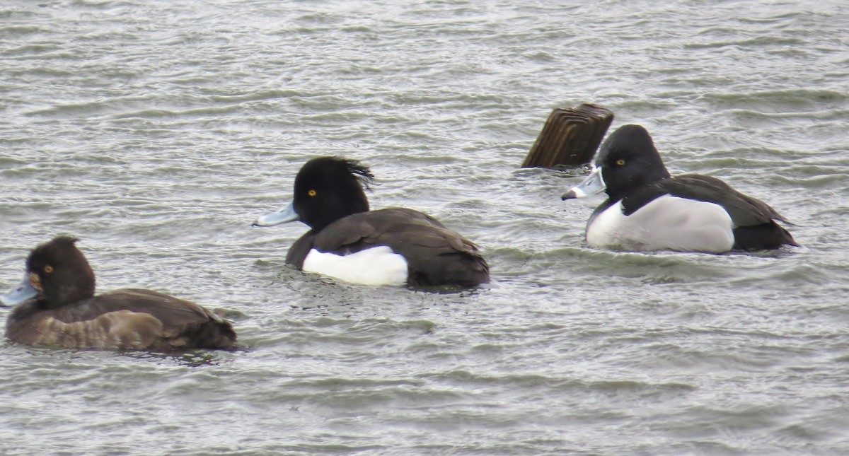 Tufted Duck - ML146525161