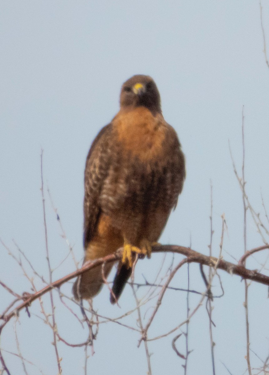 Red-tailed Hawk - ML146525941