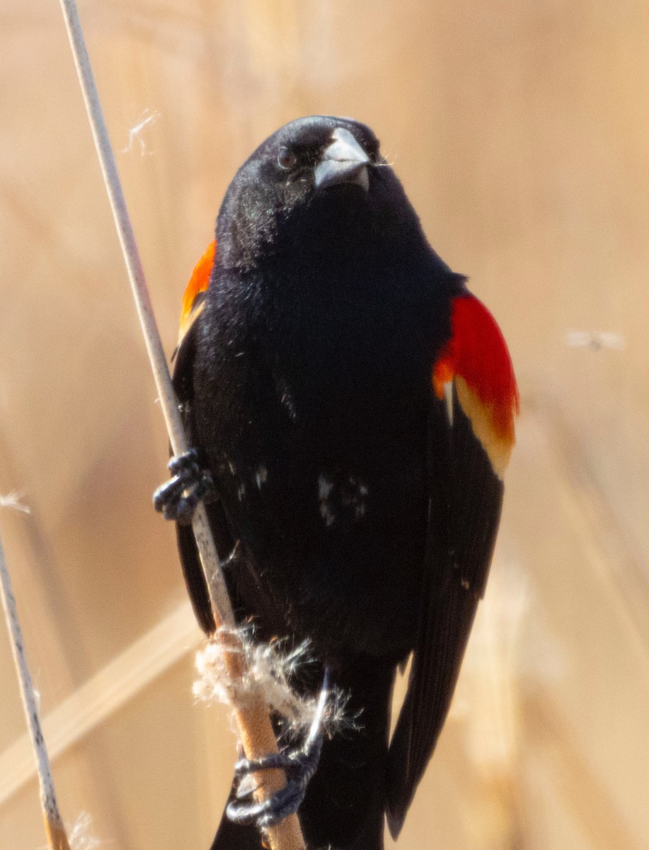 Red-winged Blackbird - ML146526001