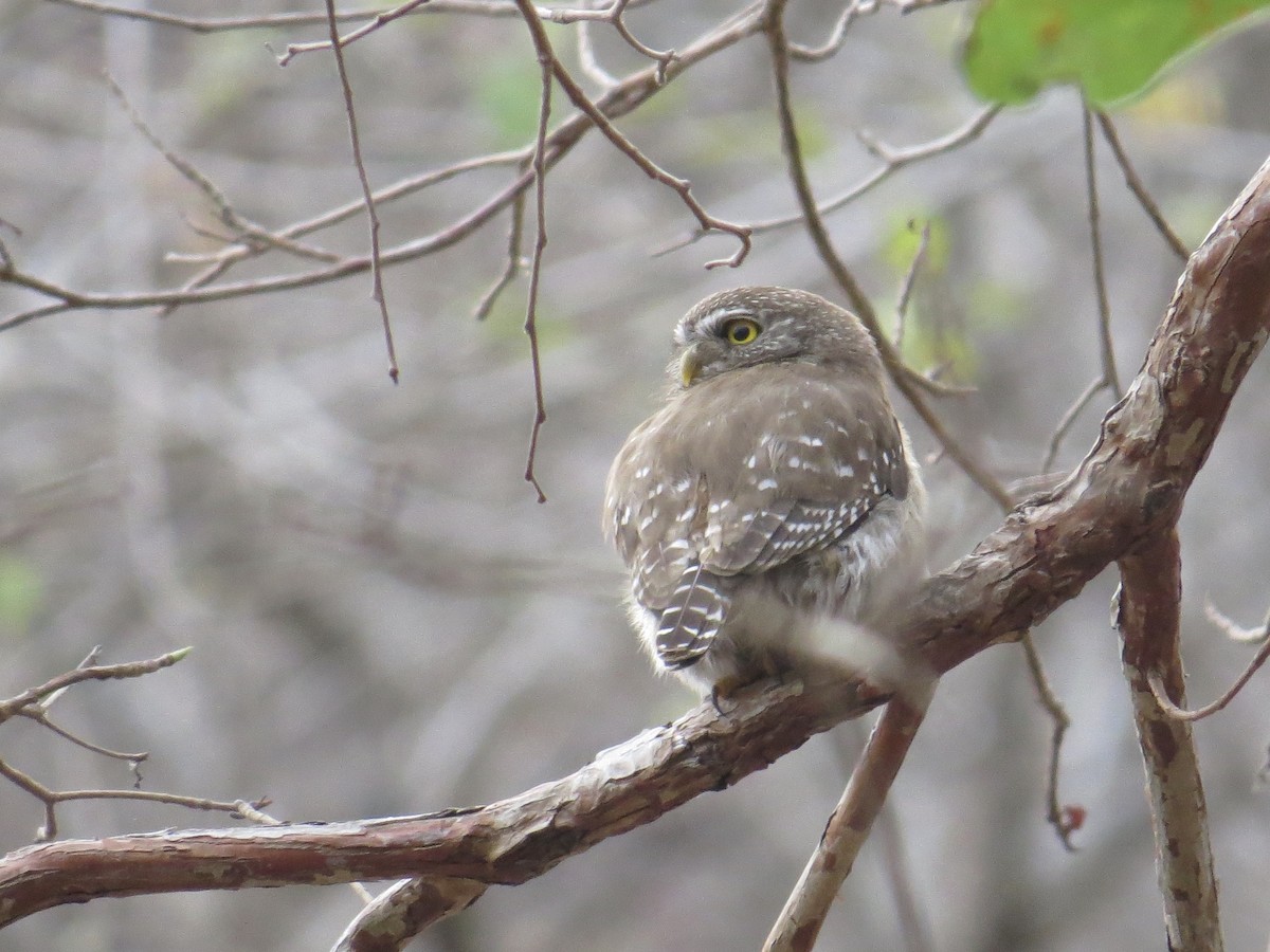 Ferruginous Pygmy-Owl - Lily Douglas