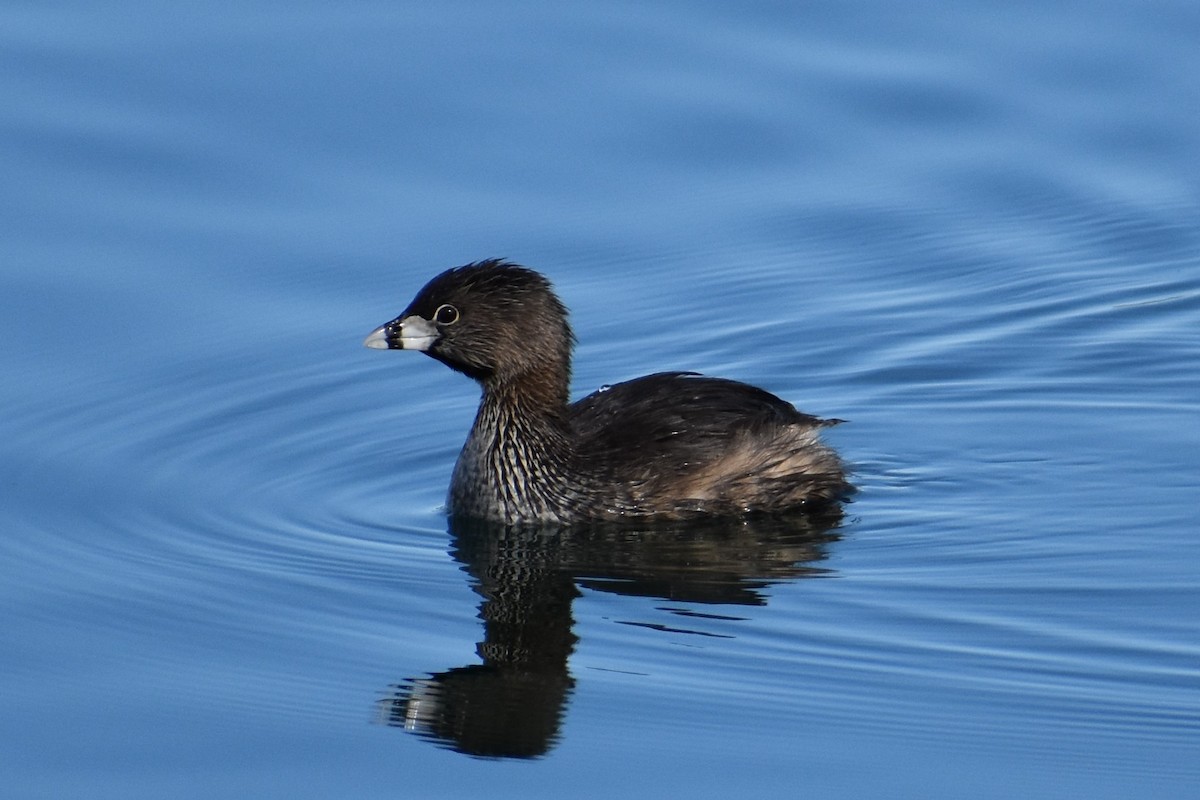 Pied-billed Grebe - Terry Bohling
