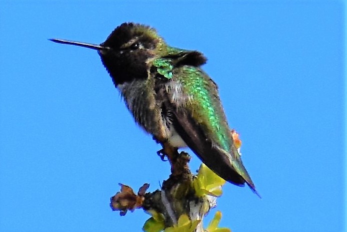 Anna's Hummingbird - Terry Bohling