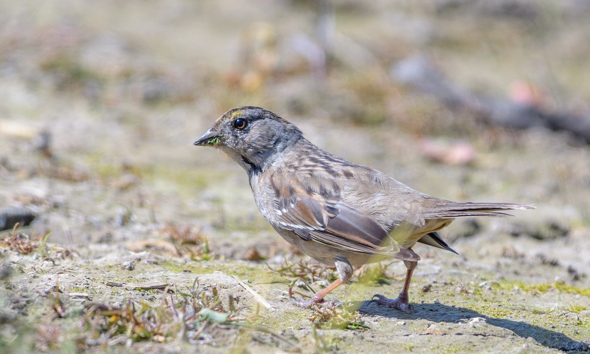 Golden-crowned Sparrow - Becky Matsubara