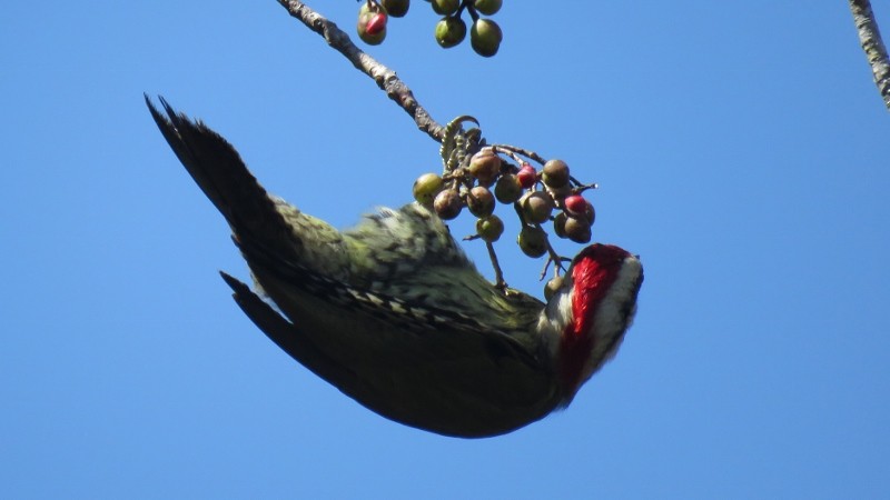 Cuban Green Woodpecker - Manu Santa-Cruz