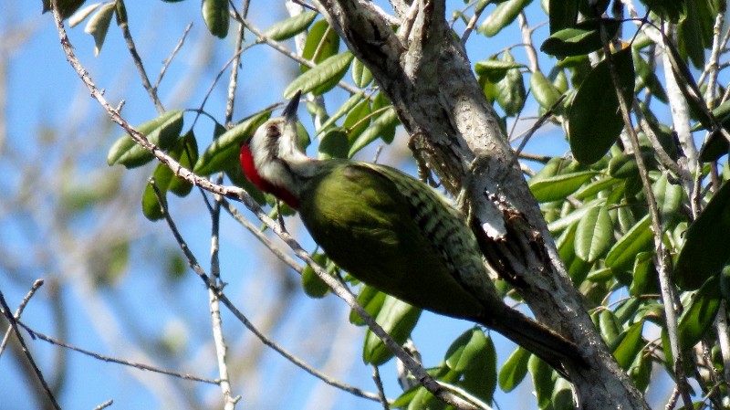 Cuban Green Woodpecker - Manu Santa-Cruz