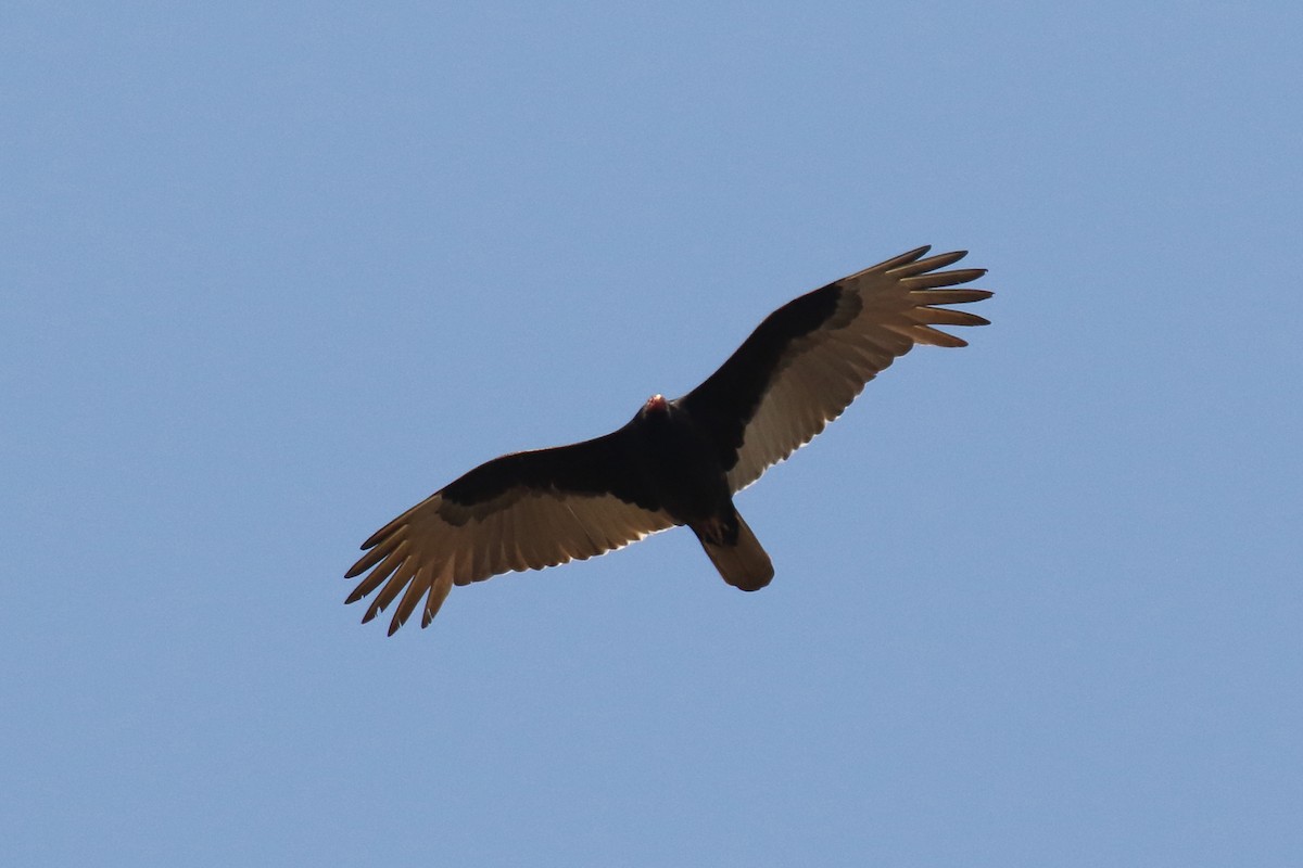 Turkey Vulture - ML146532441