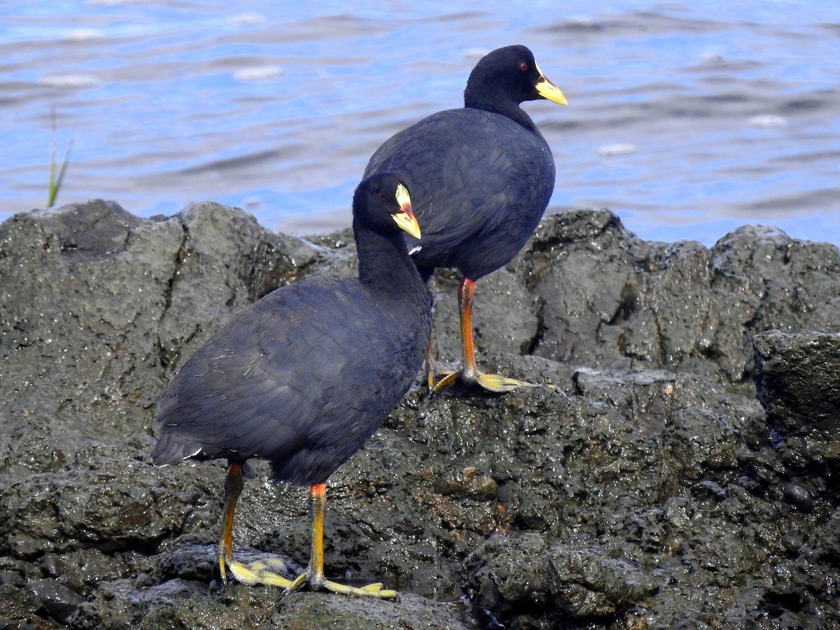 Red-gartered Coot - ML146534311
