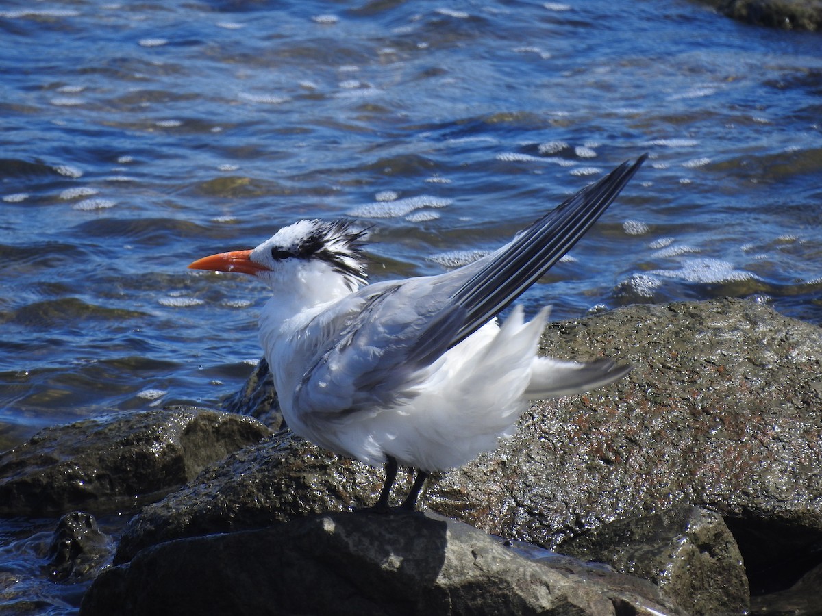 Royal Tern - Carlos Crocce