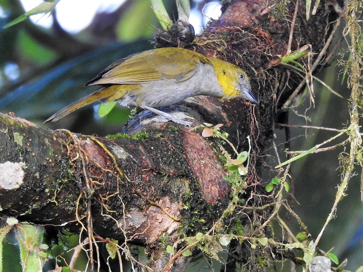 Yellow-throated Chlorospingus - Dennis S Main