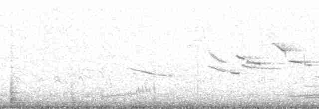 Snowy Plover (nivosus) - ML146535