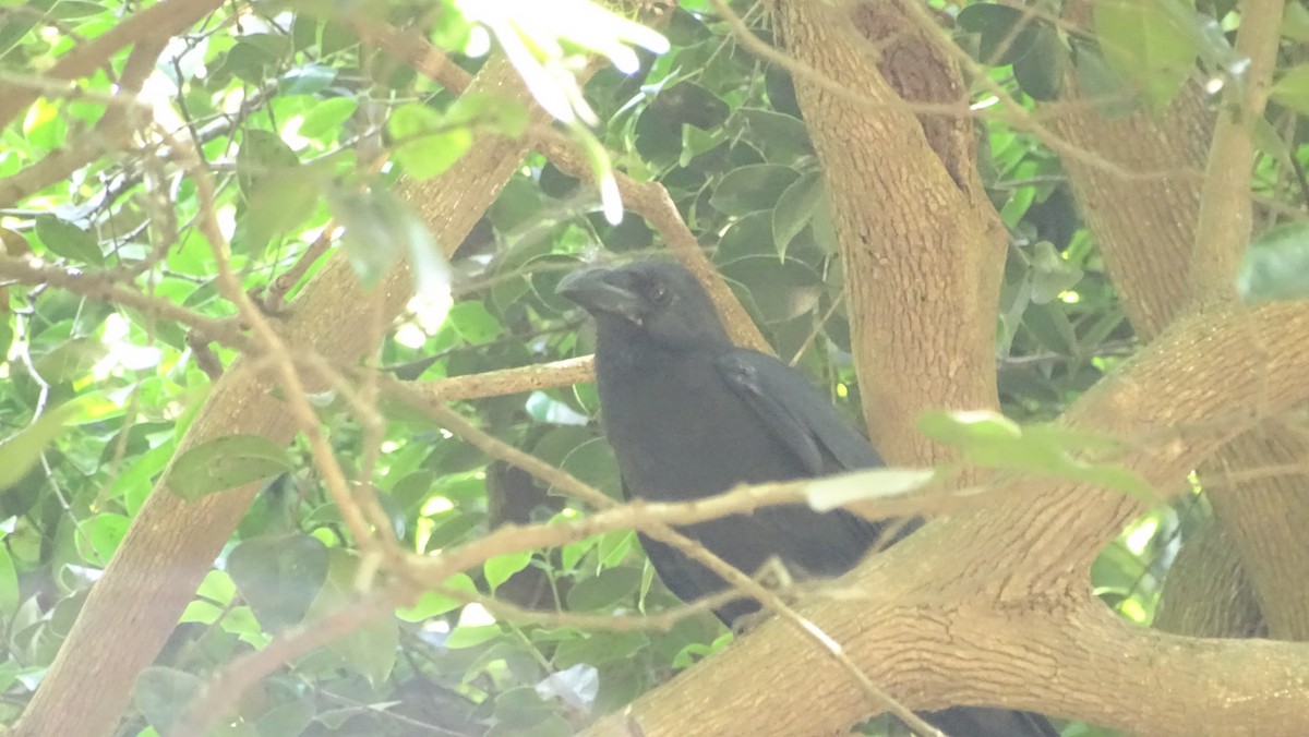 Large-billed Crow (Indian Jungle) - ML146541451