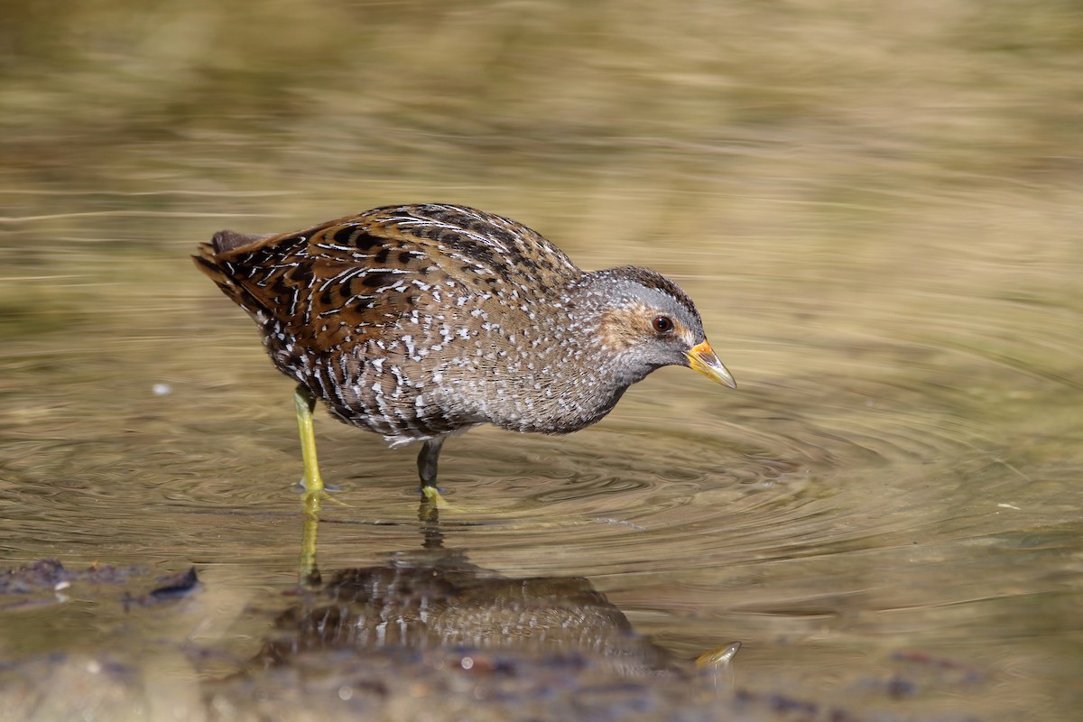 Spotted Crake - Delfin Gonzalez