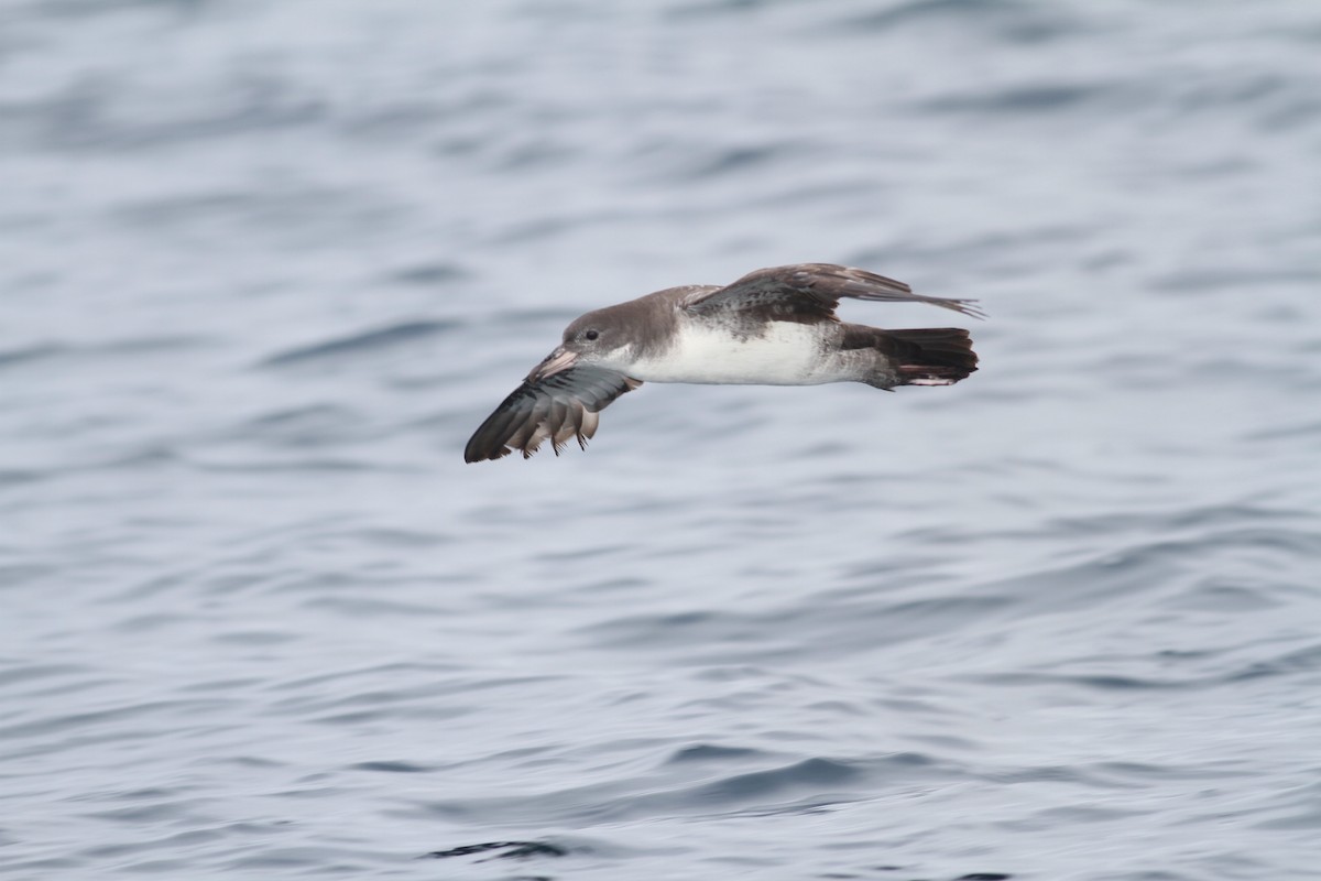 Pink-footed Shearwater - Ryan Terrill