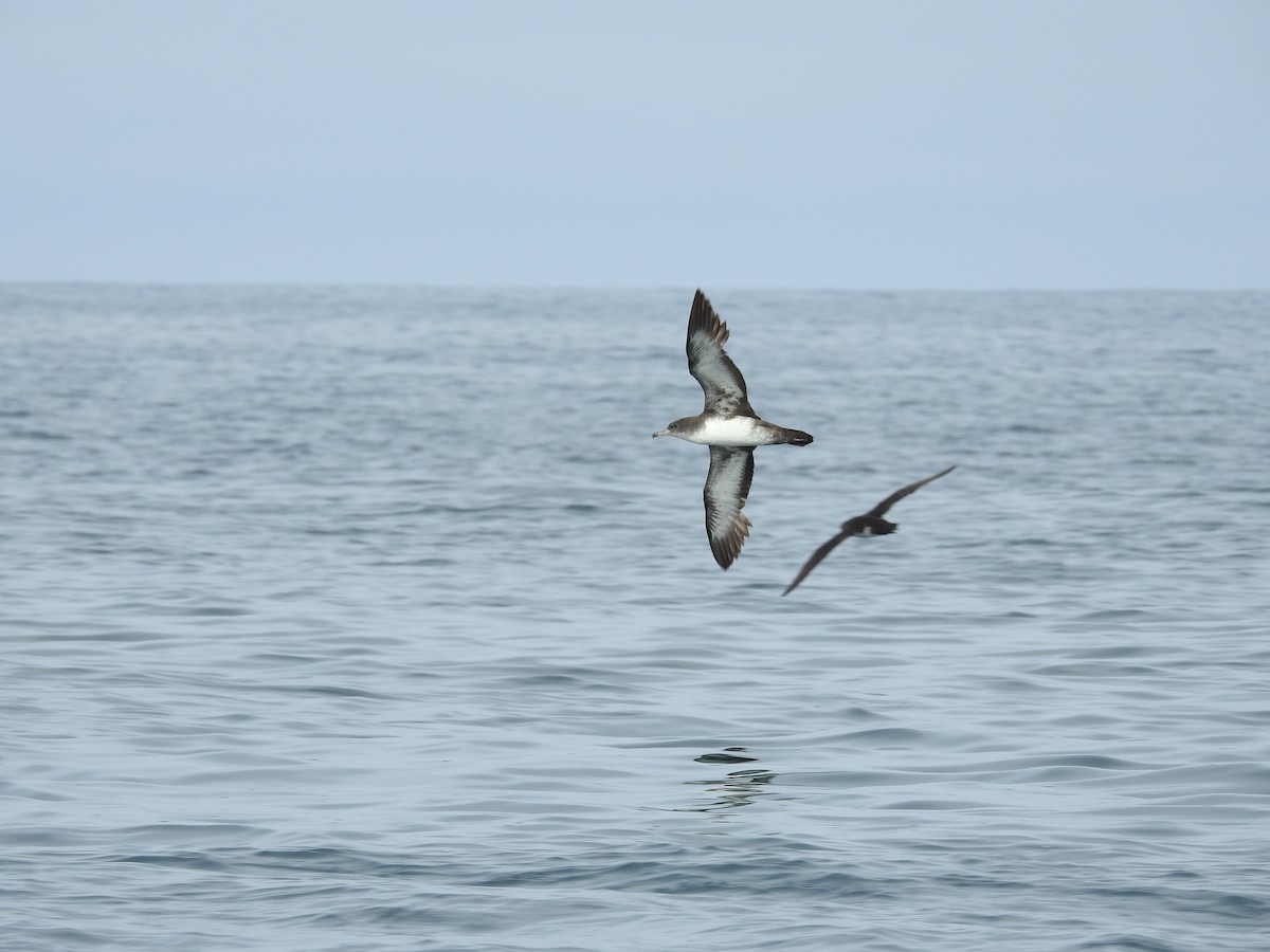 Pink-footed Shearwater - ML146542641