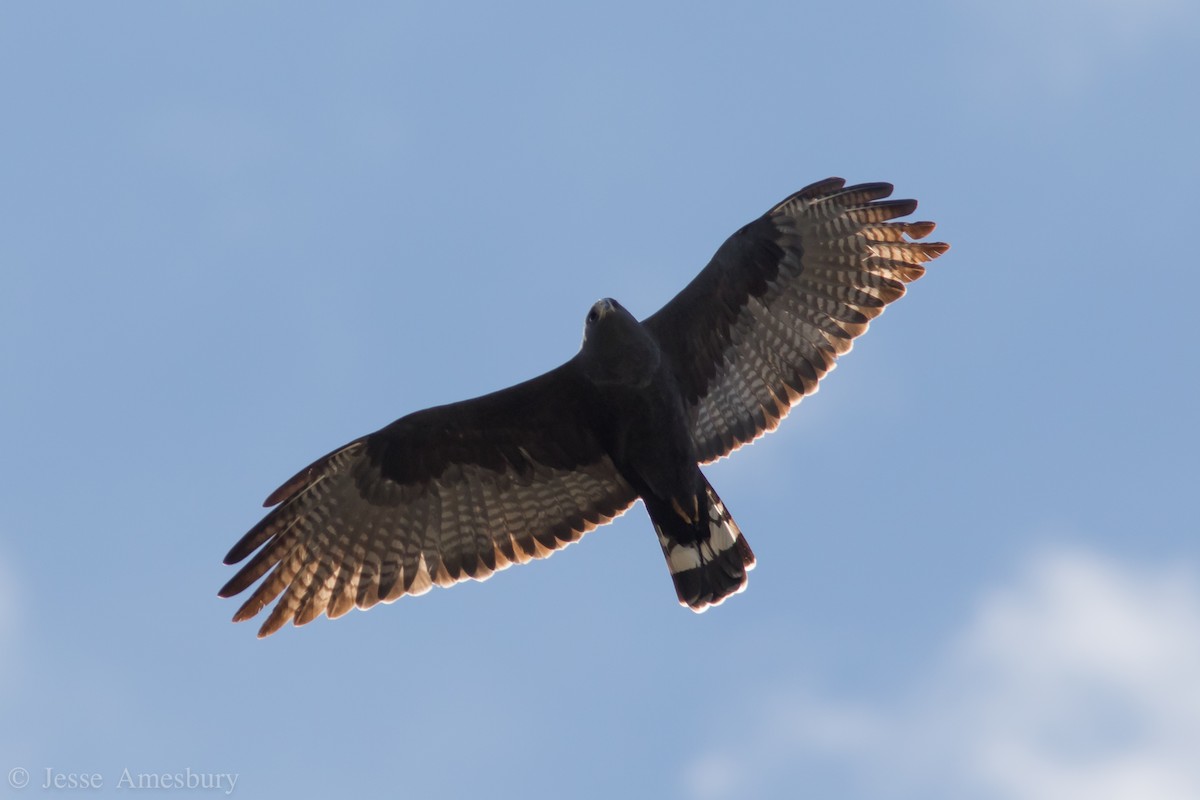 Zone-tailed Hawk - ML146544401