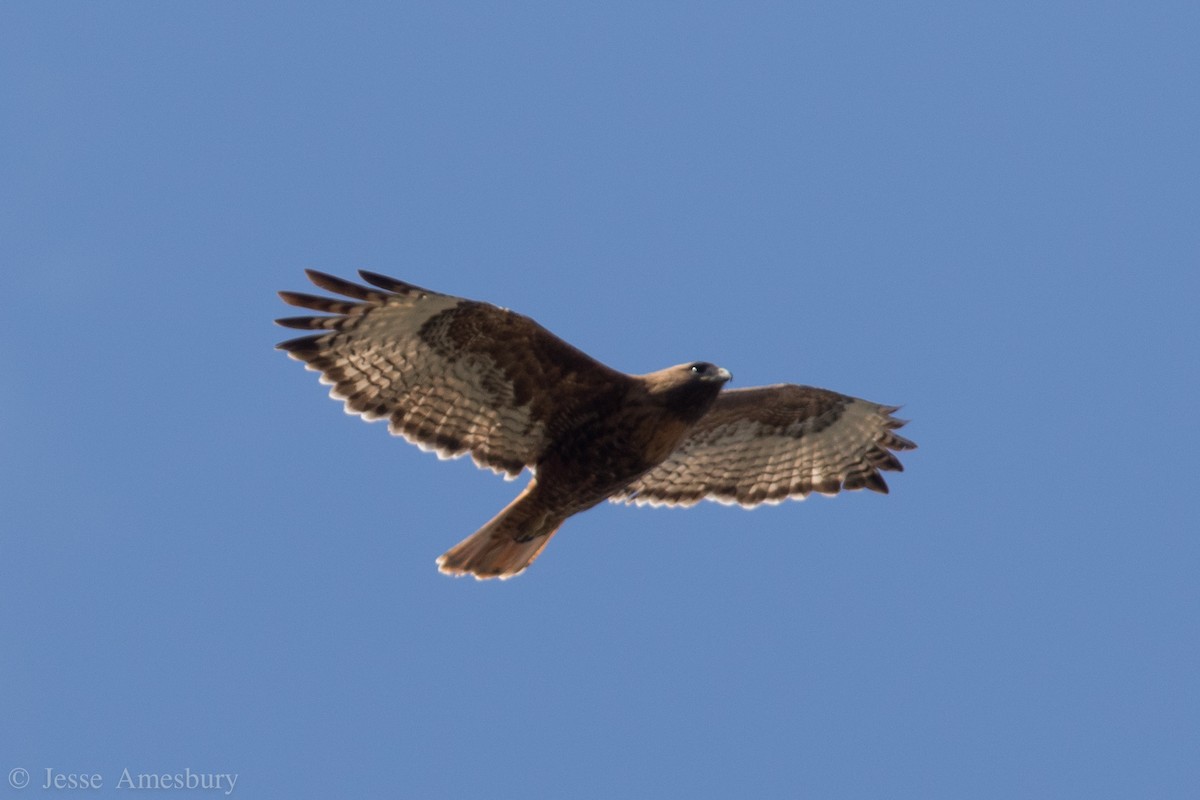 Red-tailed Hawk (calurus/alascensis) - ML146544511