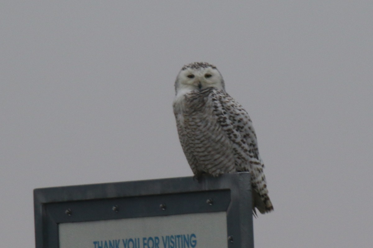 Snowy Owl - dave trumbell